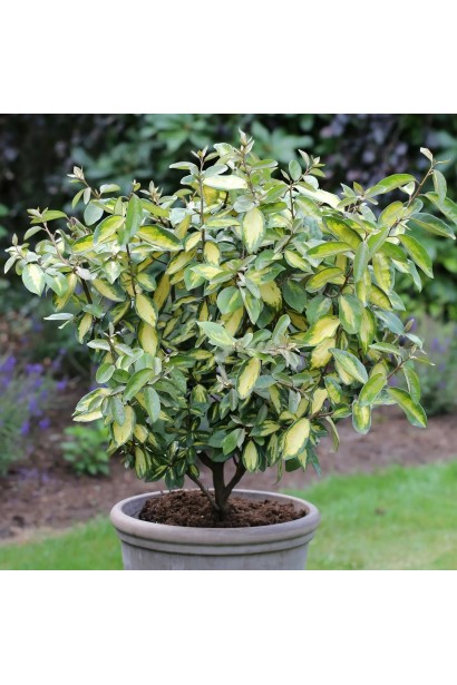 Elaeagnus `Limelight` у ланшафті